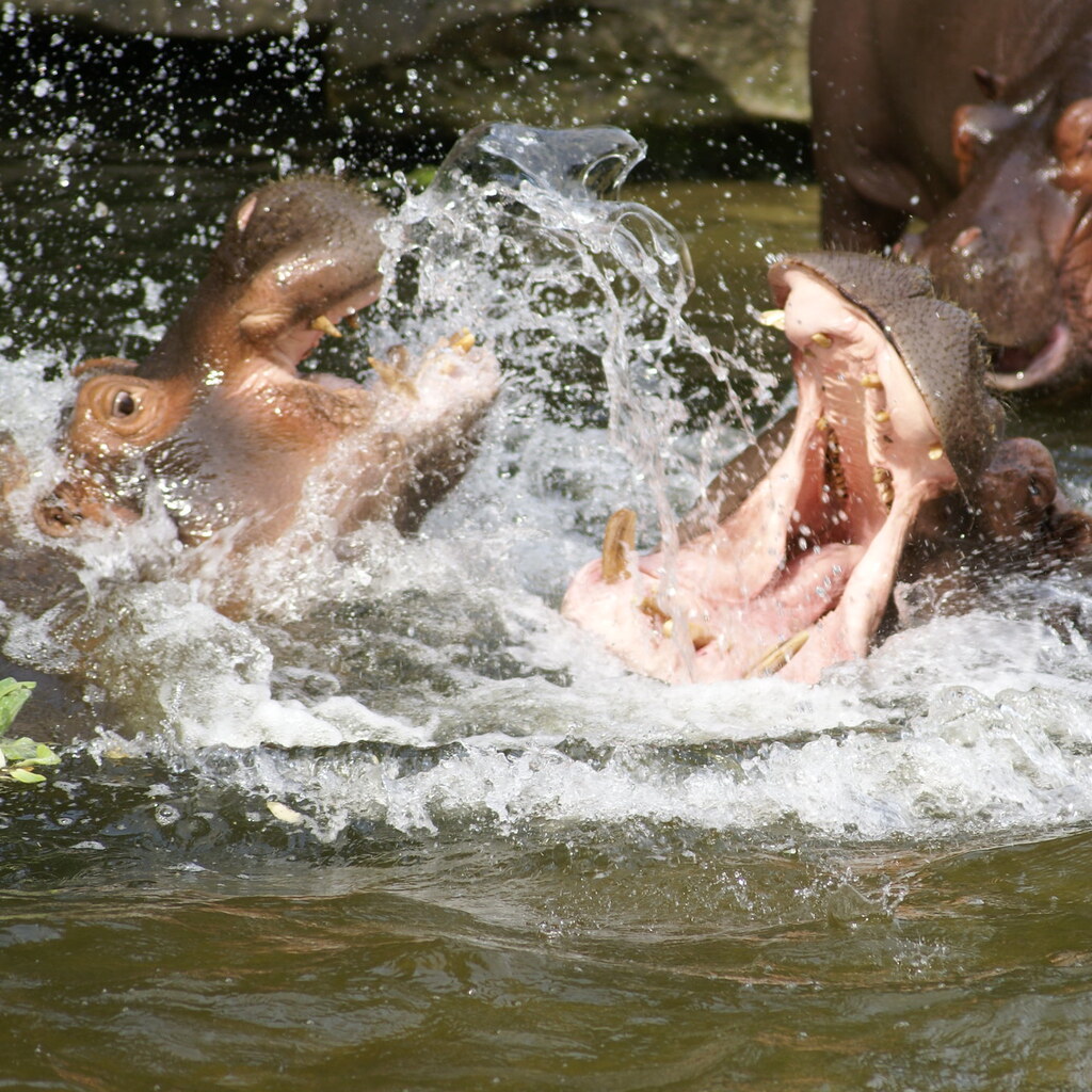 Photo of hippos fighting