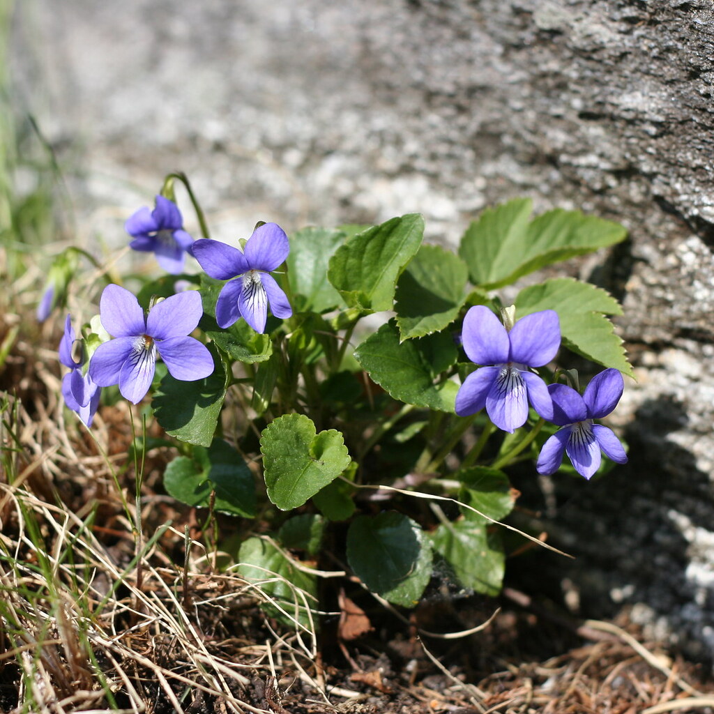 Photo of a violet