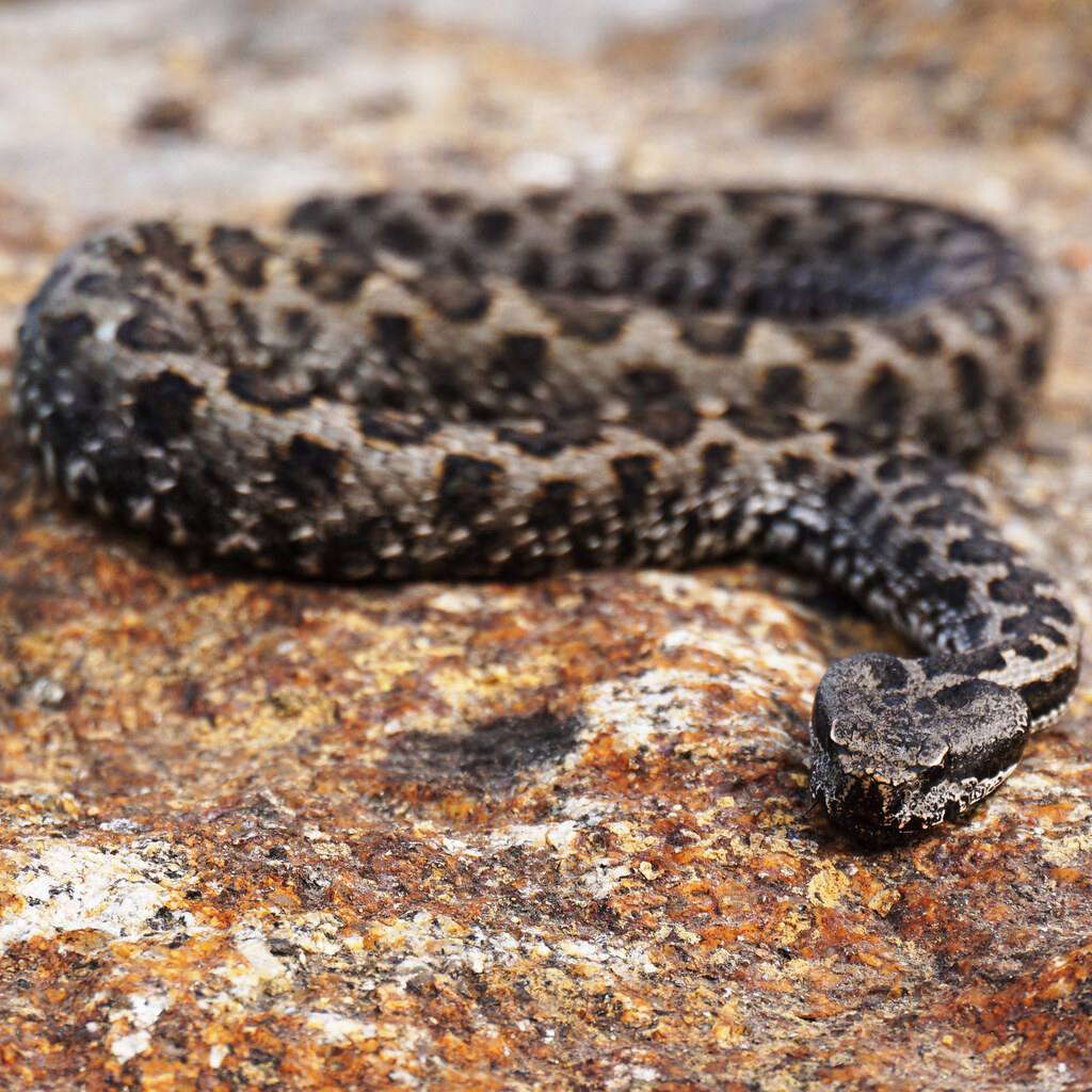 Photo of a viper