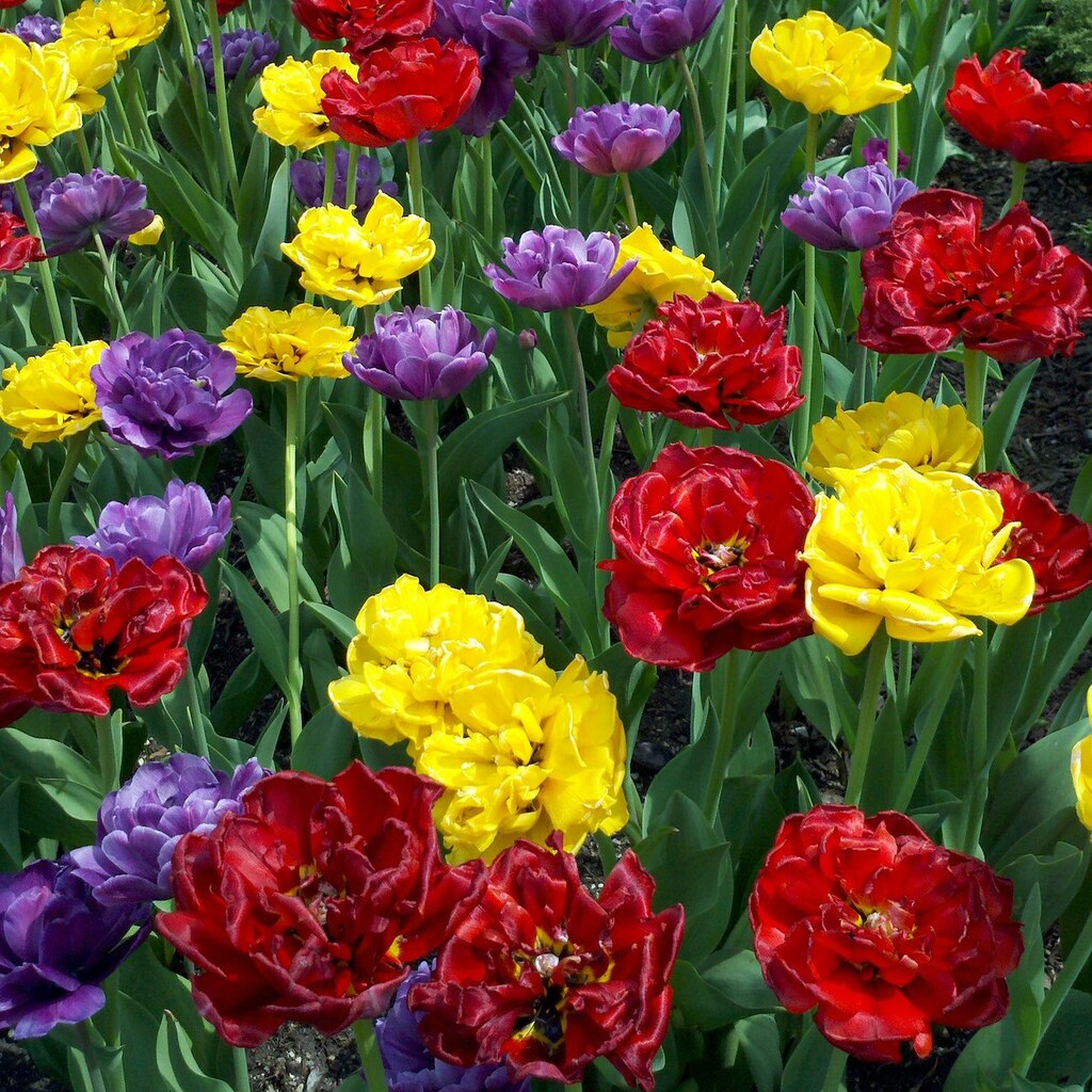 Photo of vivid flowers.