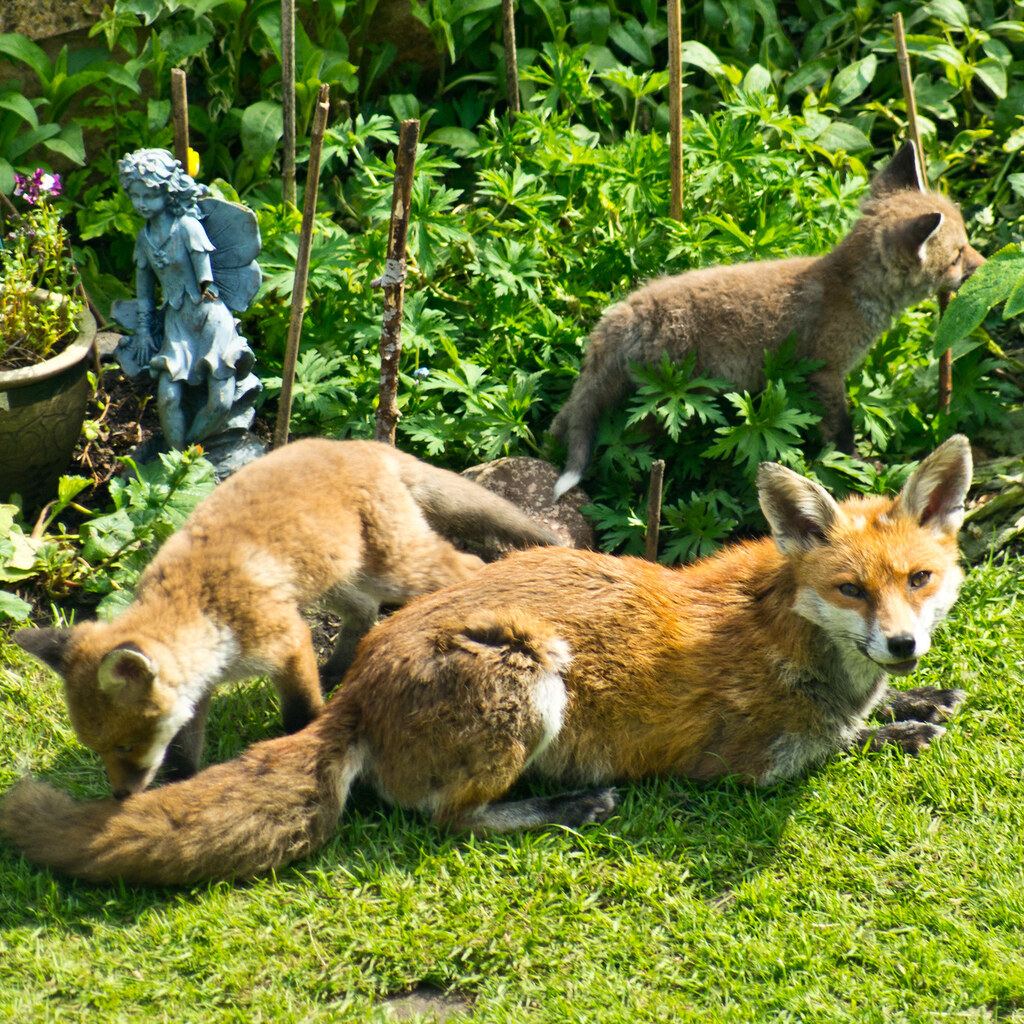 Photo of a vixen.