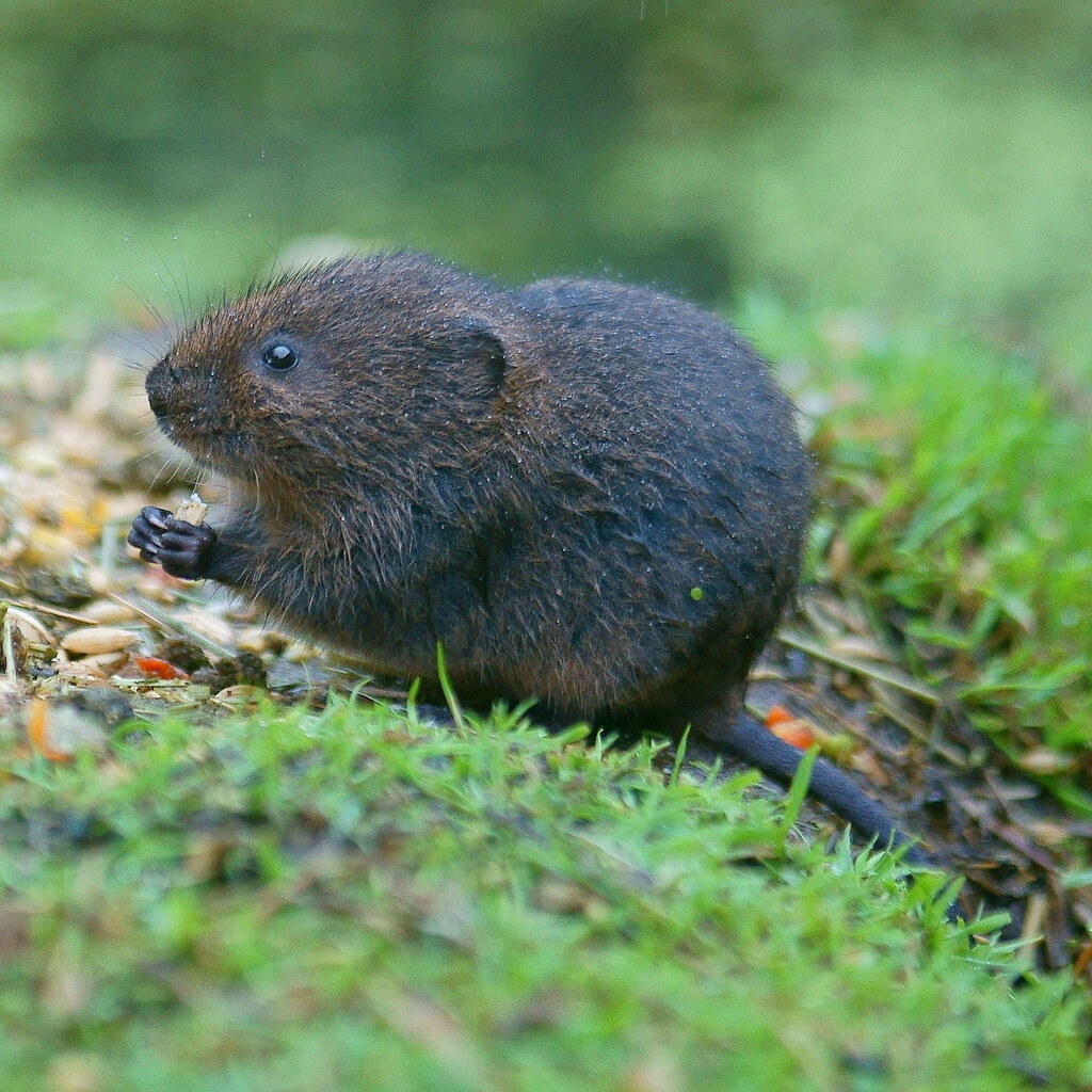 Photo of a water vole