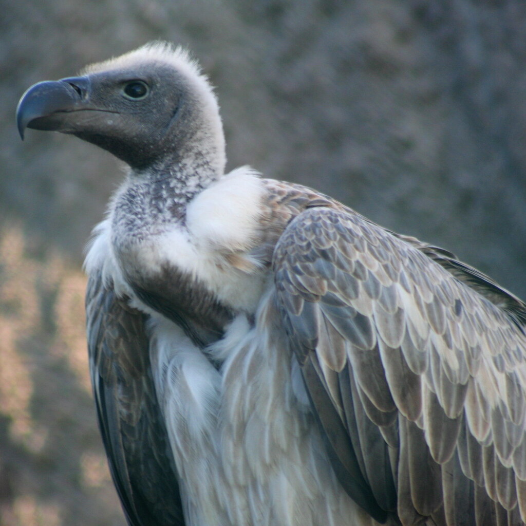 Photo of a vulture