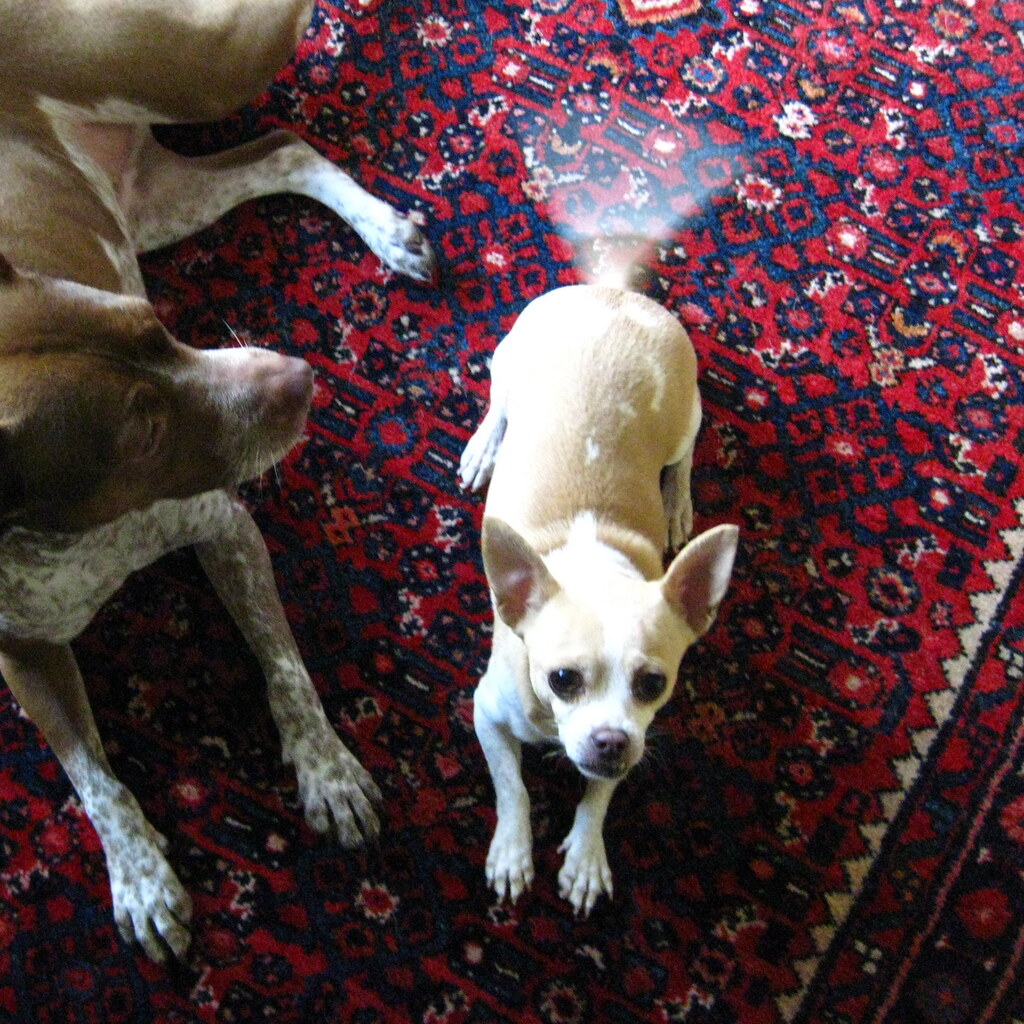 Photo of a dog wagging its tail.