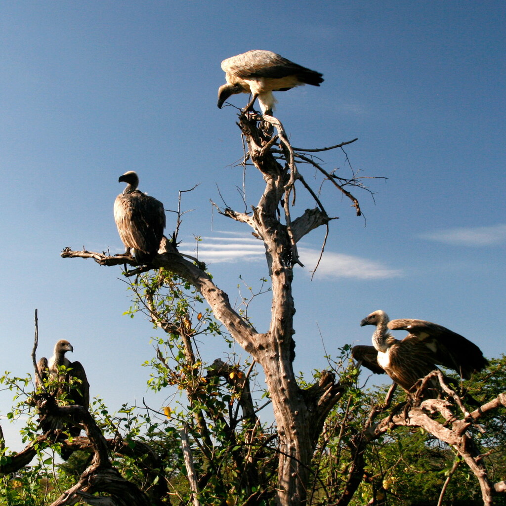 Photo of a group of vultures