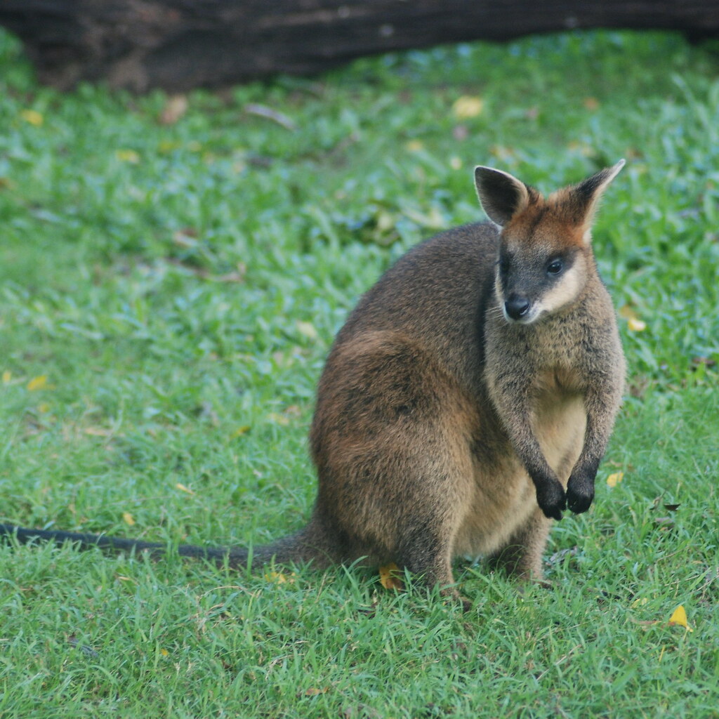 Photo of a wallaby