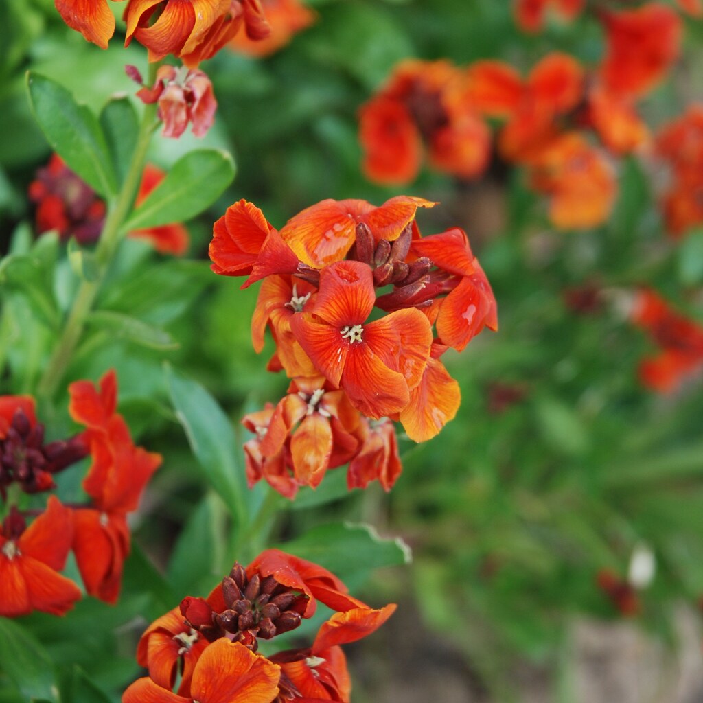 A photo of vibrant orange wallflower clusters blooming among green leaves