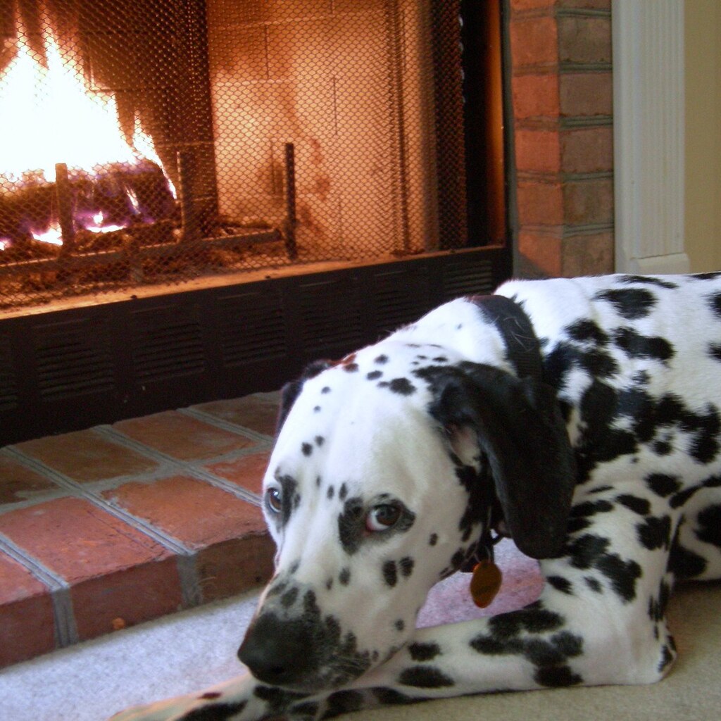 Photo of a dog in front of a fire