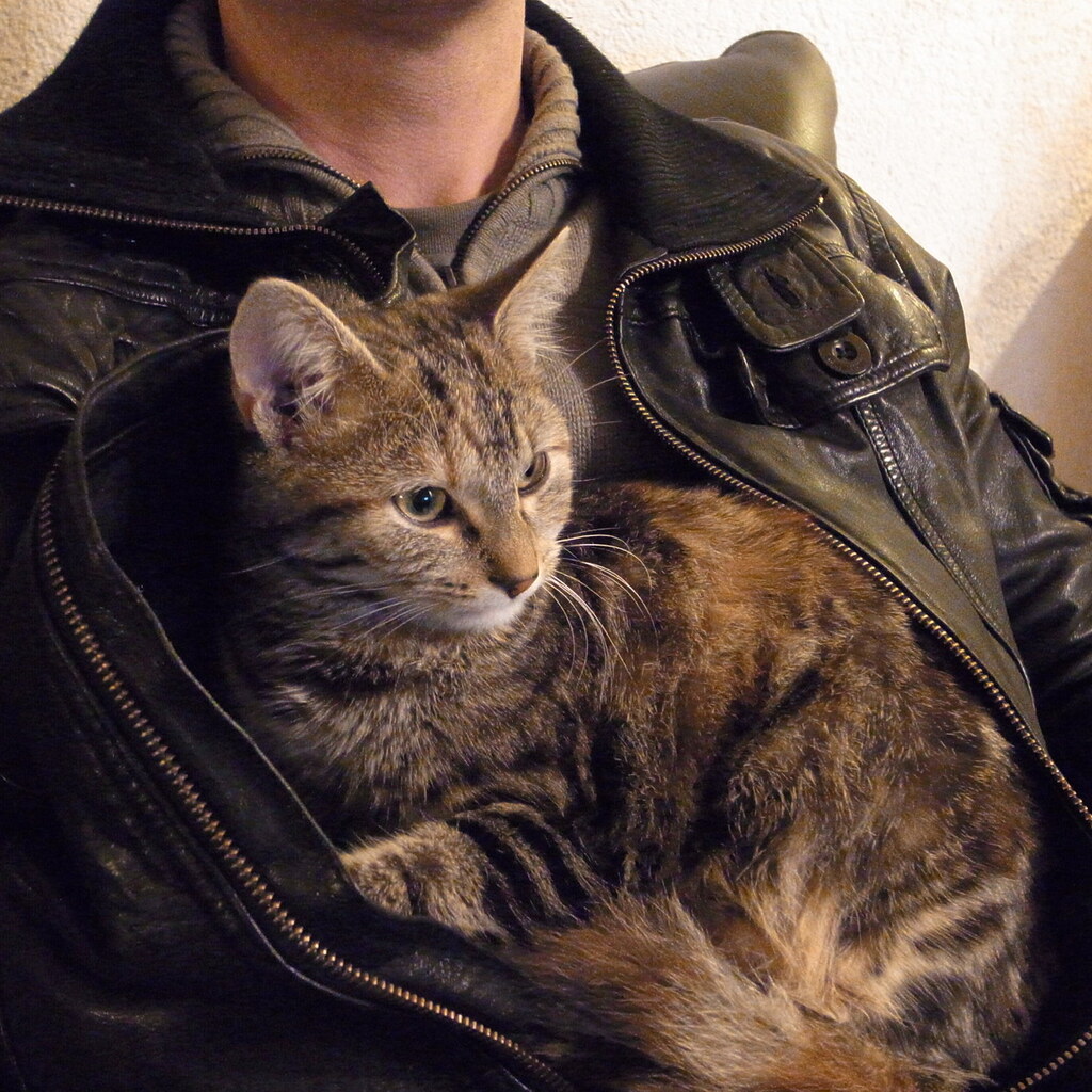 Photo of a warm cat