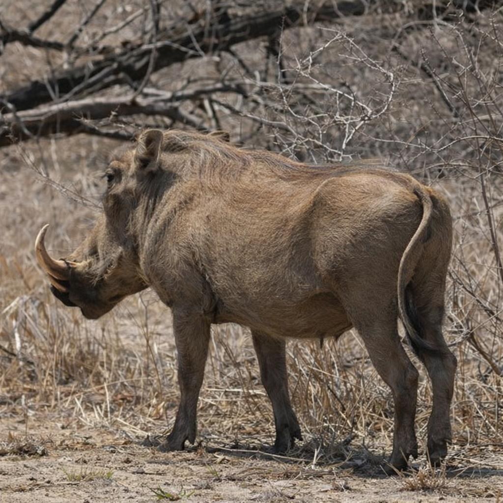 Photo of a warthog