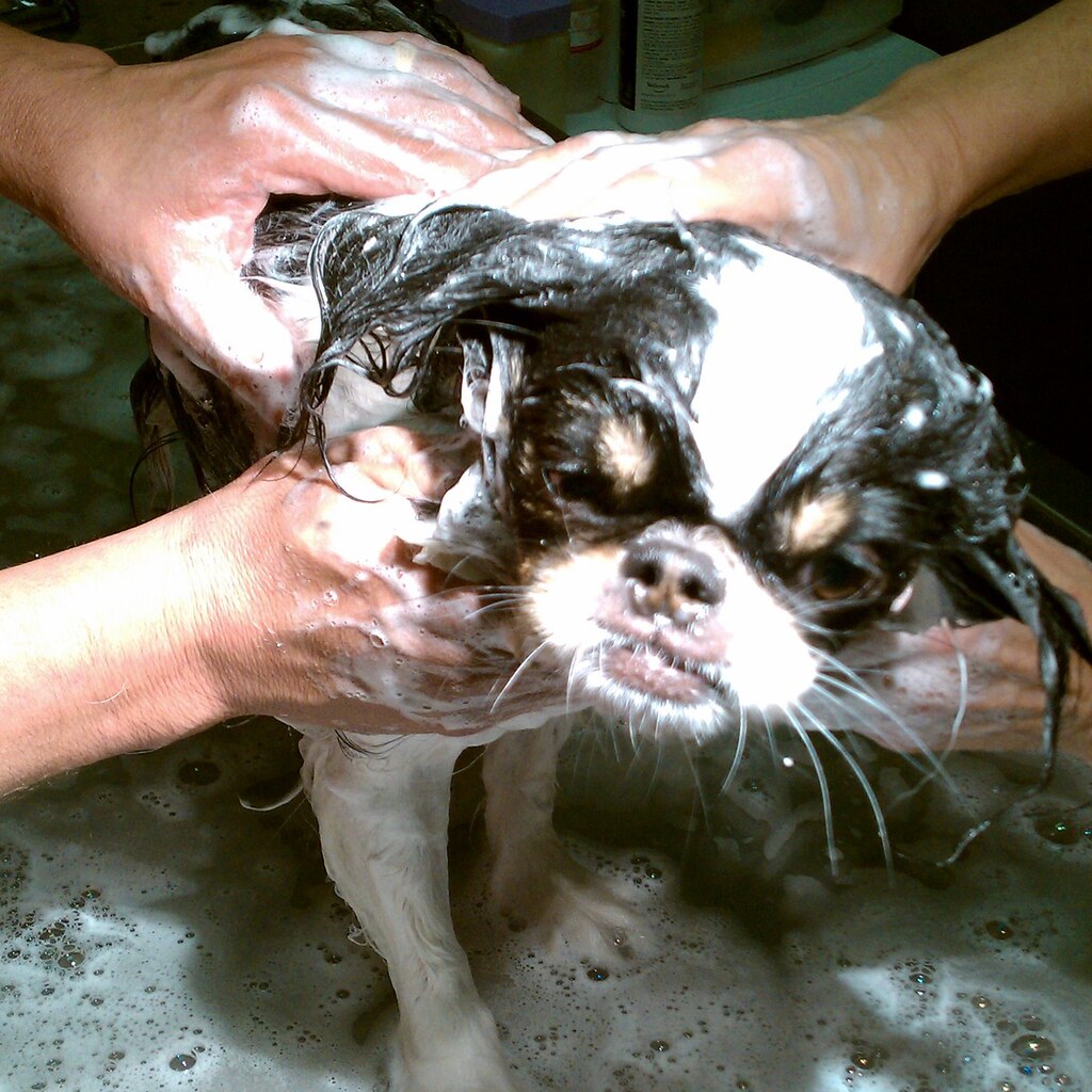 Photo of a dog being washed.