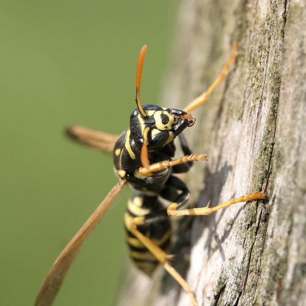 Photo of a wasp