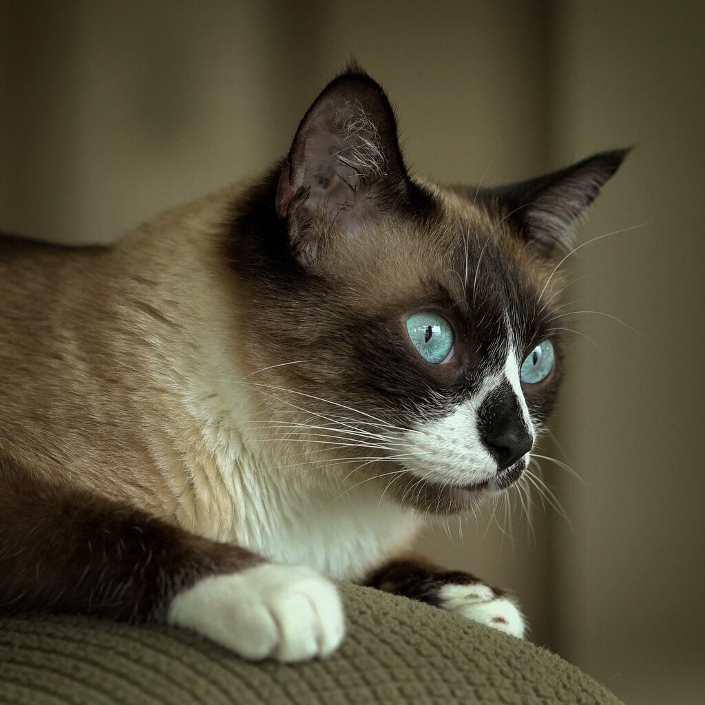 Photo of a cat, watching
