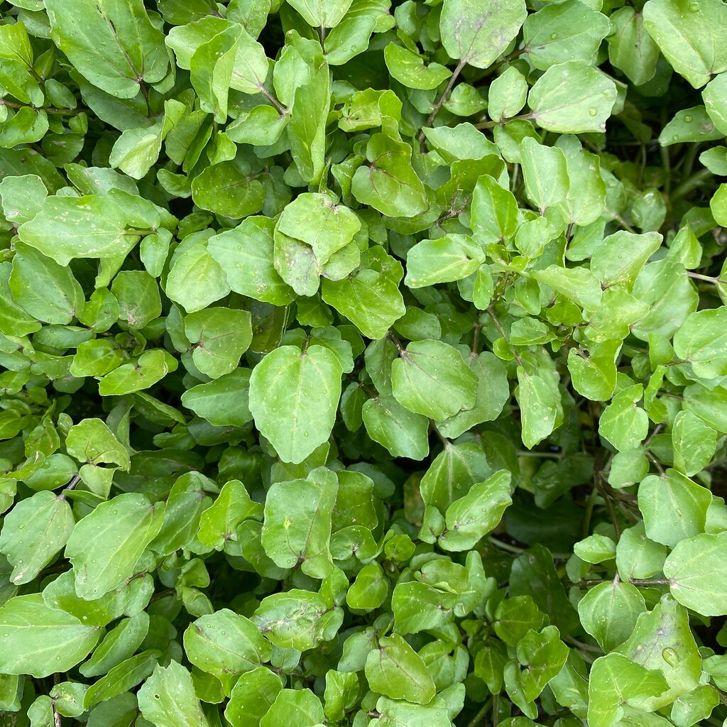 Photo of watercress