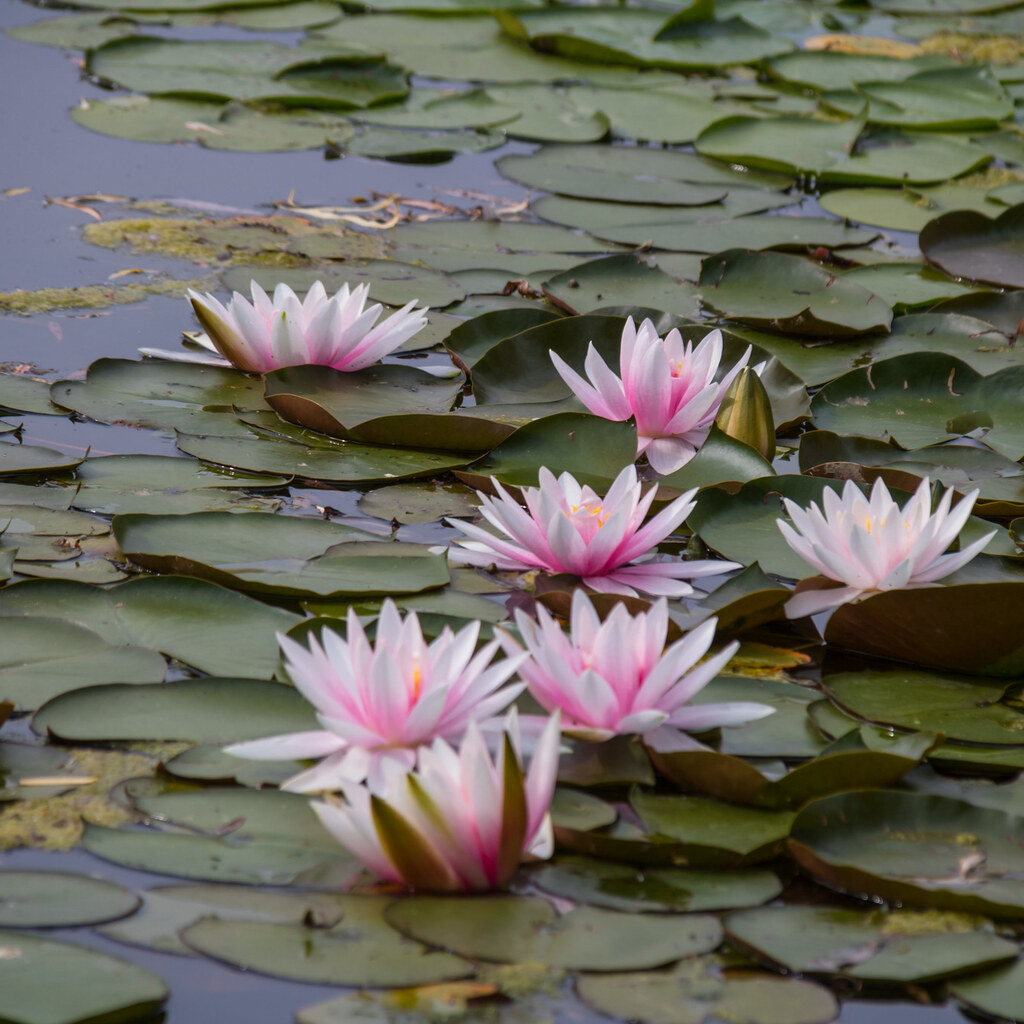 Photo of waterlilies