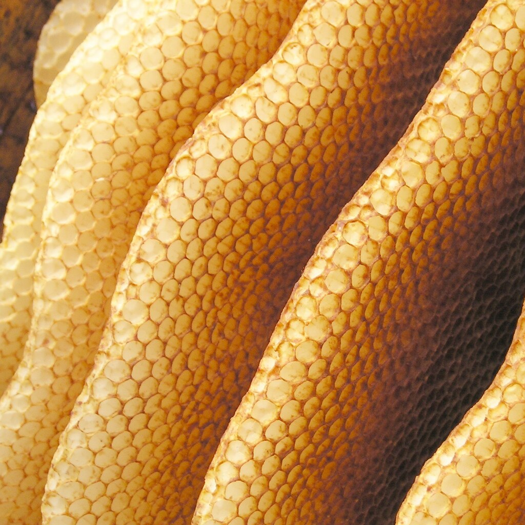 Photo of beeswax