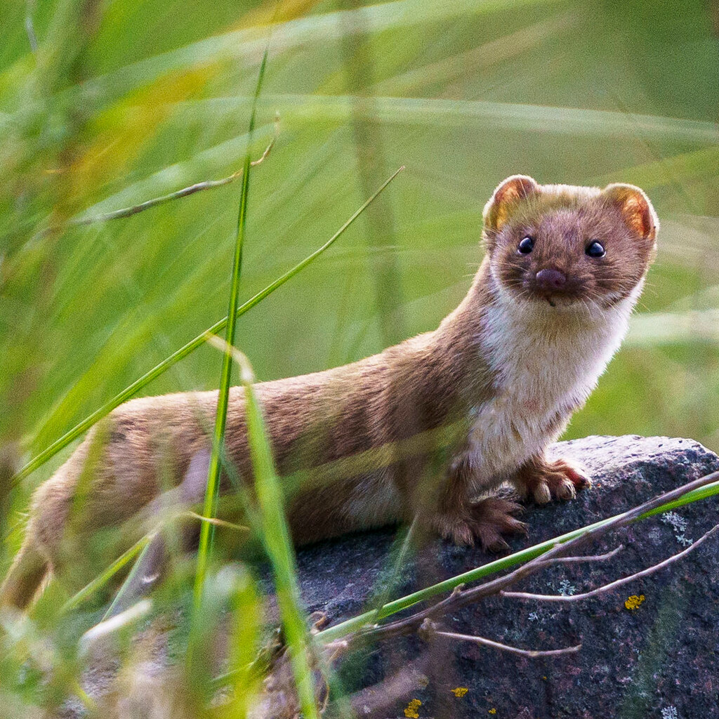 Photo of a weasel