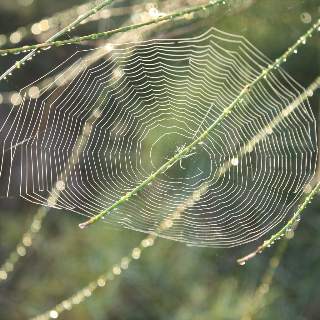 Photo of a spider web