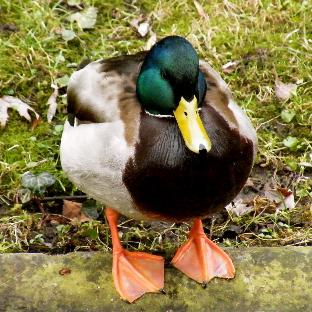 Photo of a duck's feet
