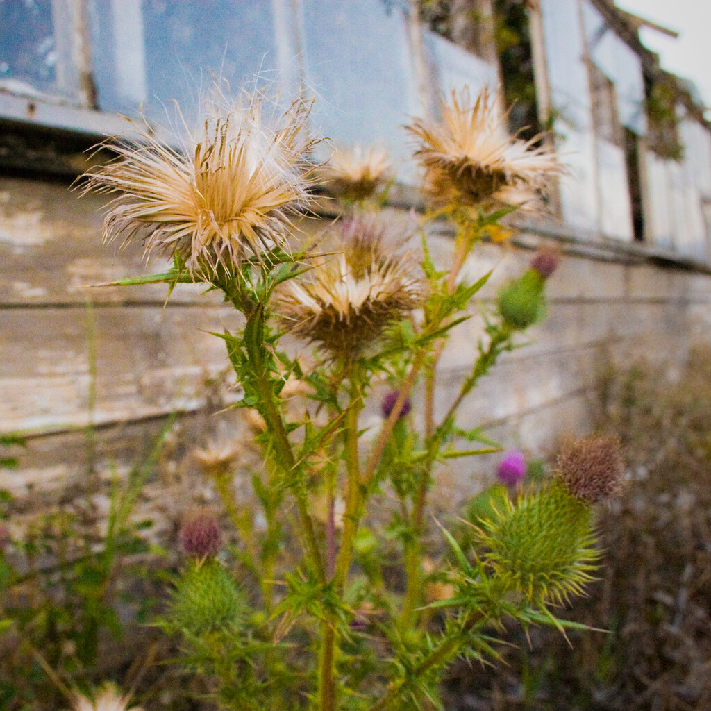 Photo of thistle weeds.