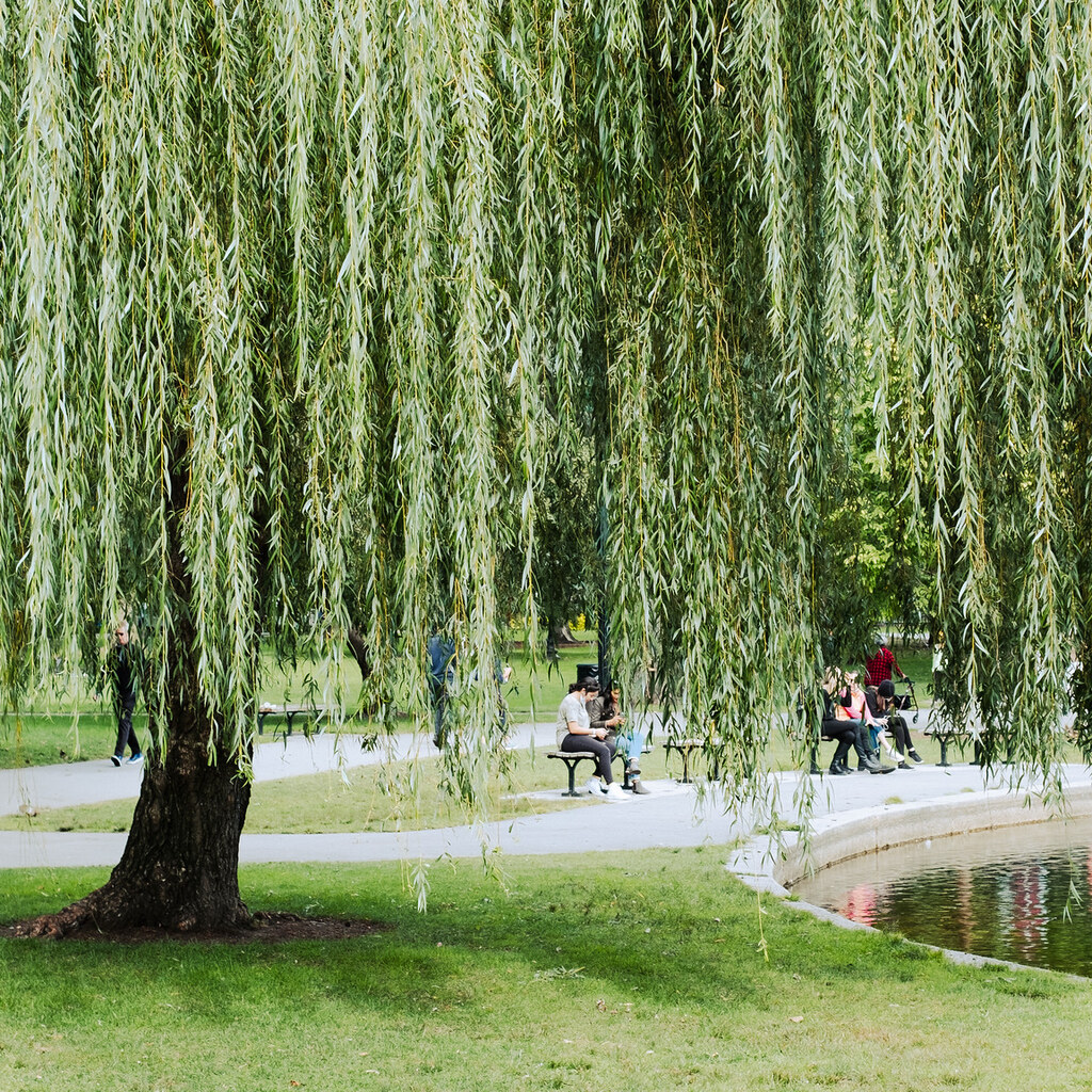 Photo of a weeping willow