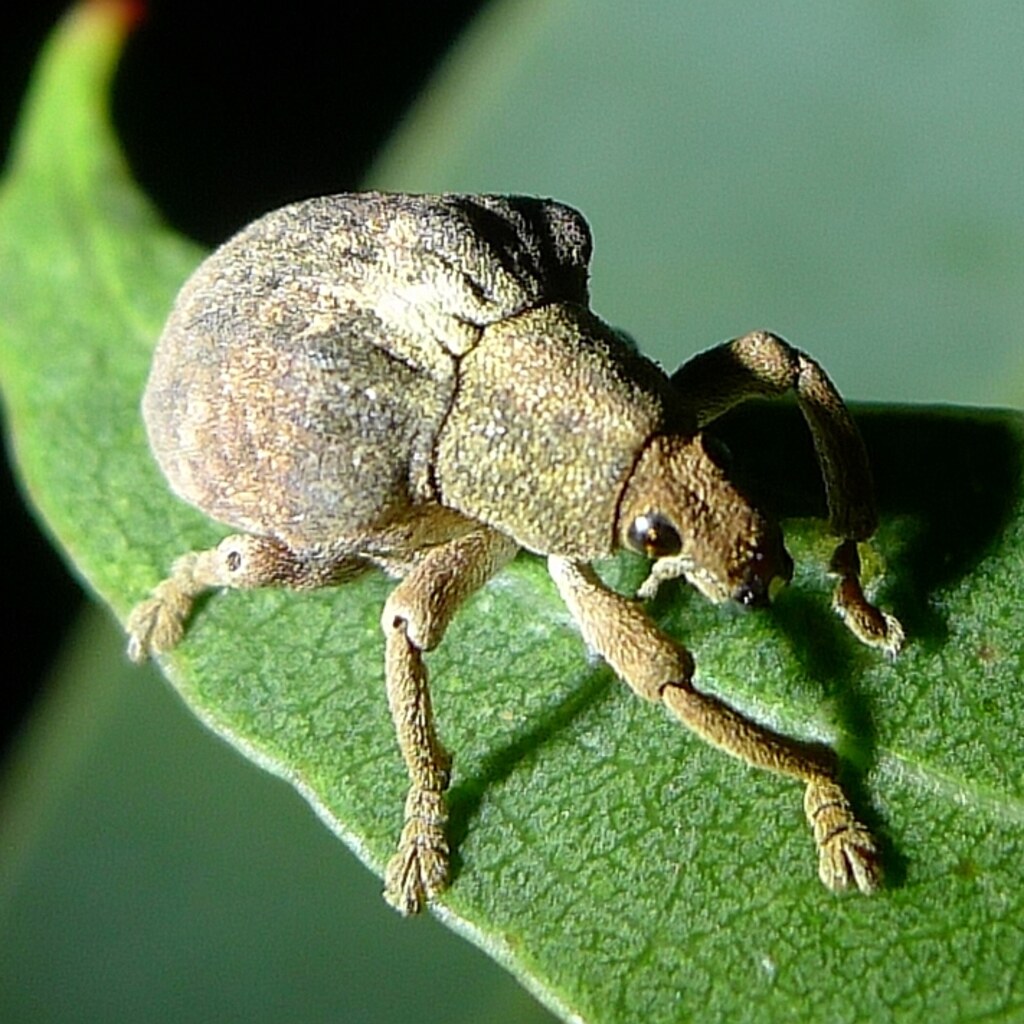 Photo of a weevil