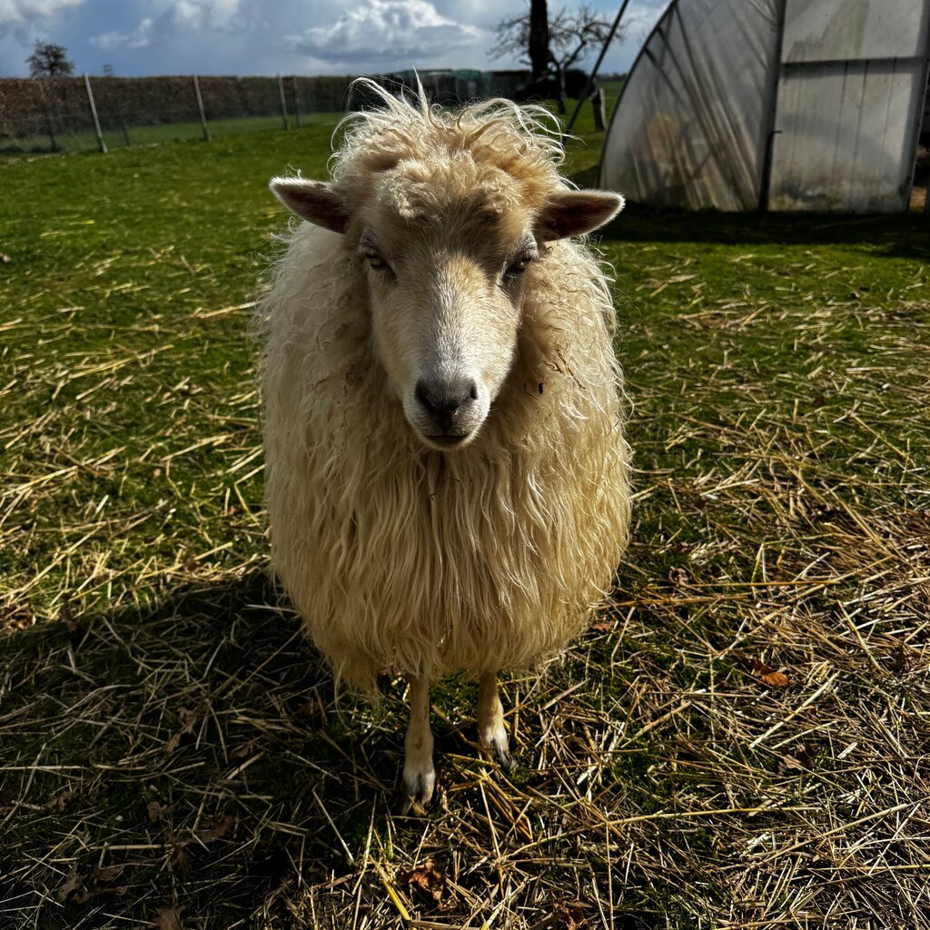 A photo of a fluffy sheep standing in a sunny pasture.