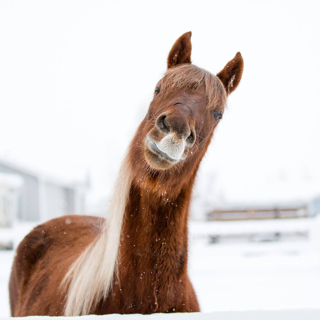 Photo of a quizzical horse