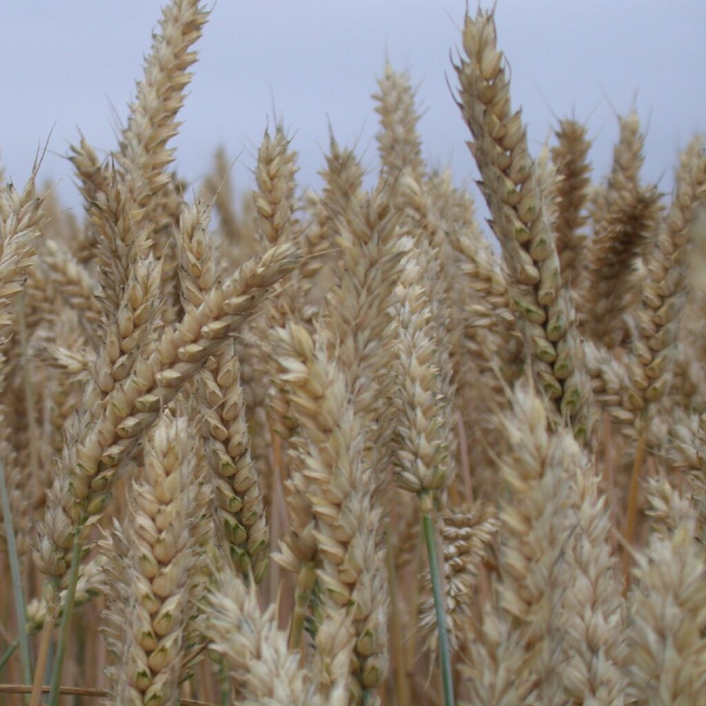 Photo of wheat