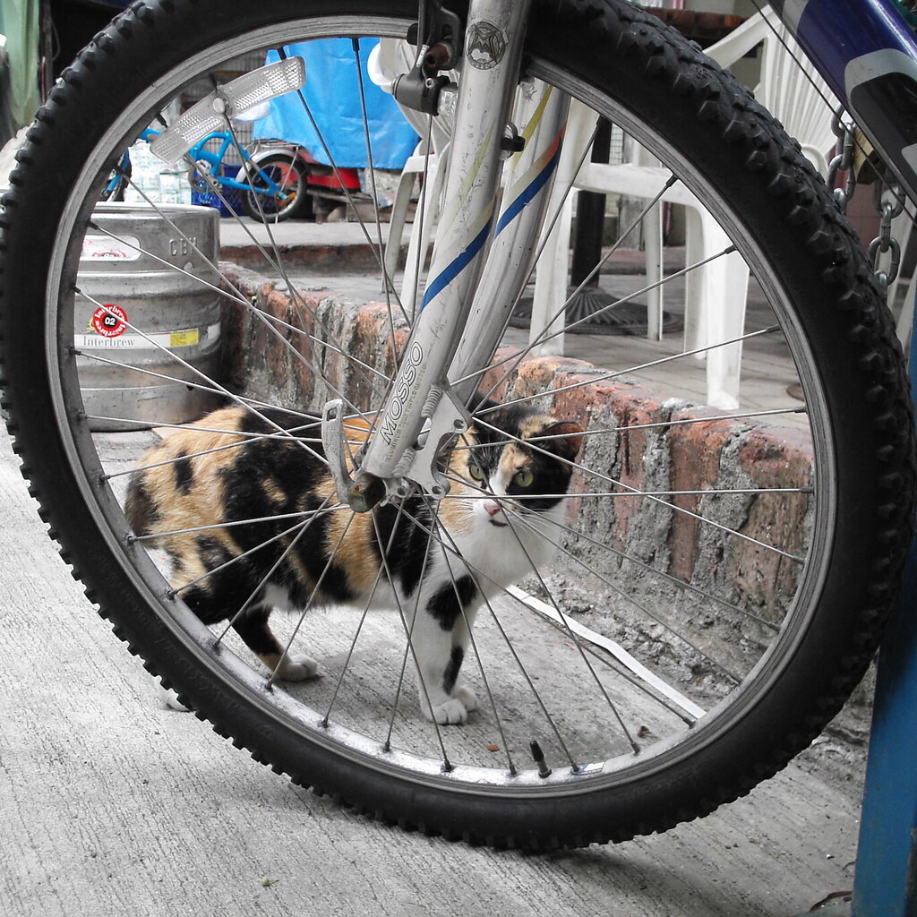 Photo of a wheel