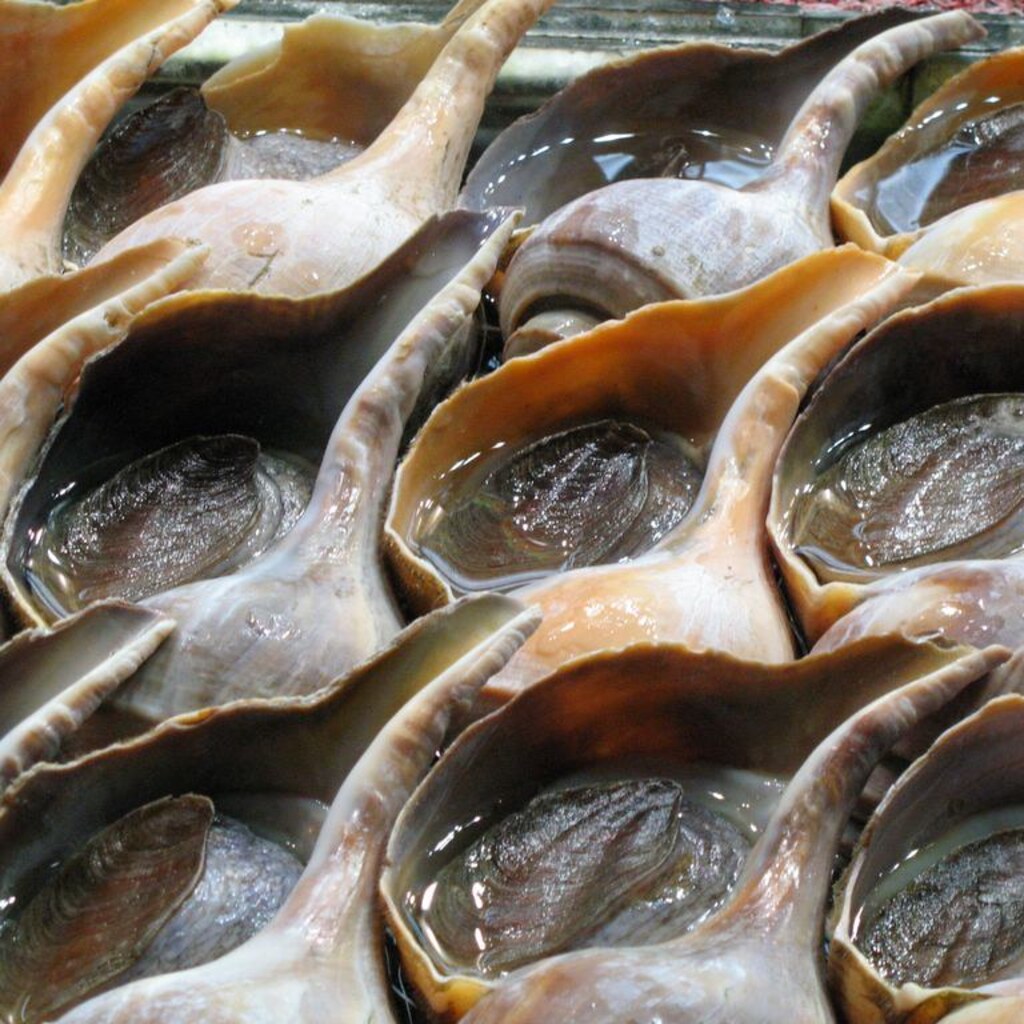 Photo of whelks