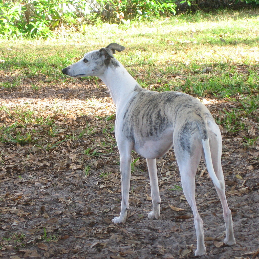 Photo of a whippet