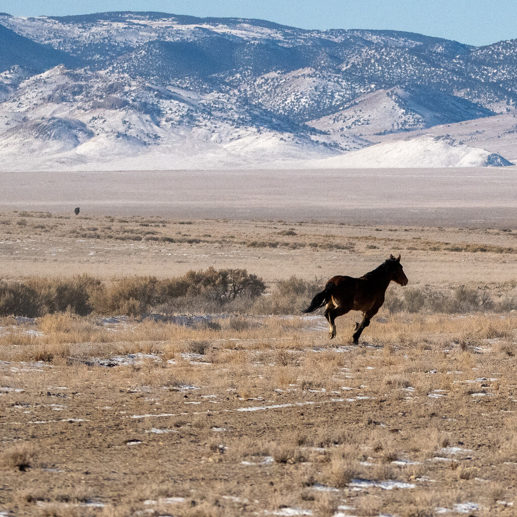 Photo of a wild horse.