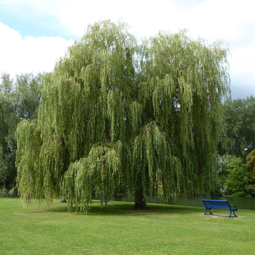 Photo of willow trees