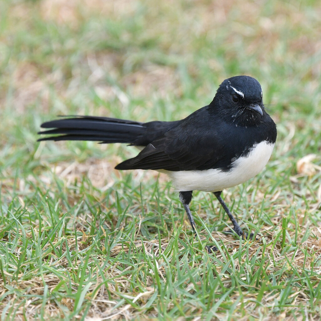 Photo of a willie wagtail