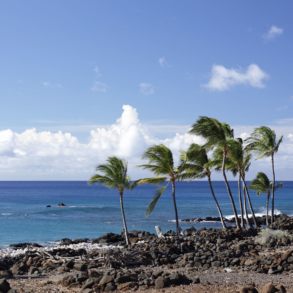 Photo of wind blowing palm trees