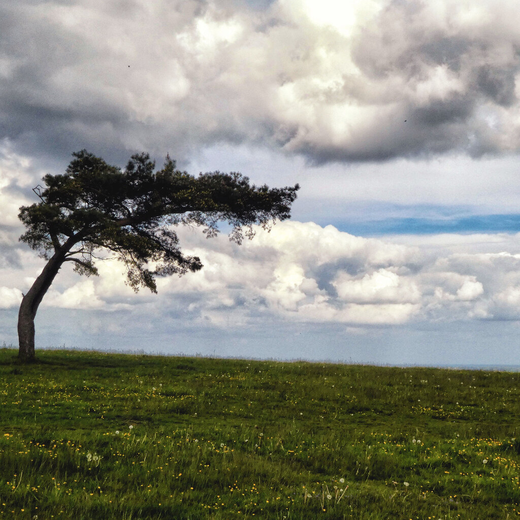 Photo of a windswept tree