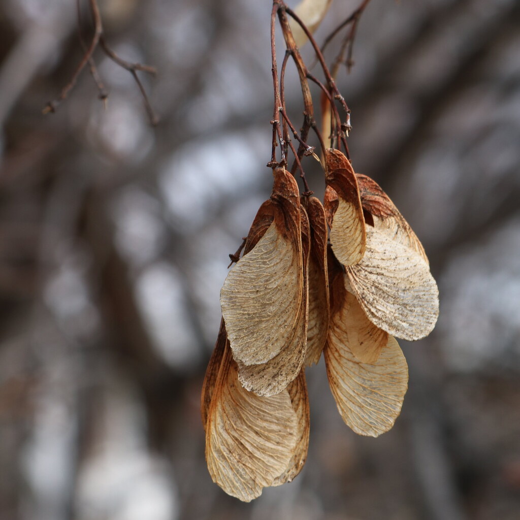 Photo of winged seed pods