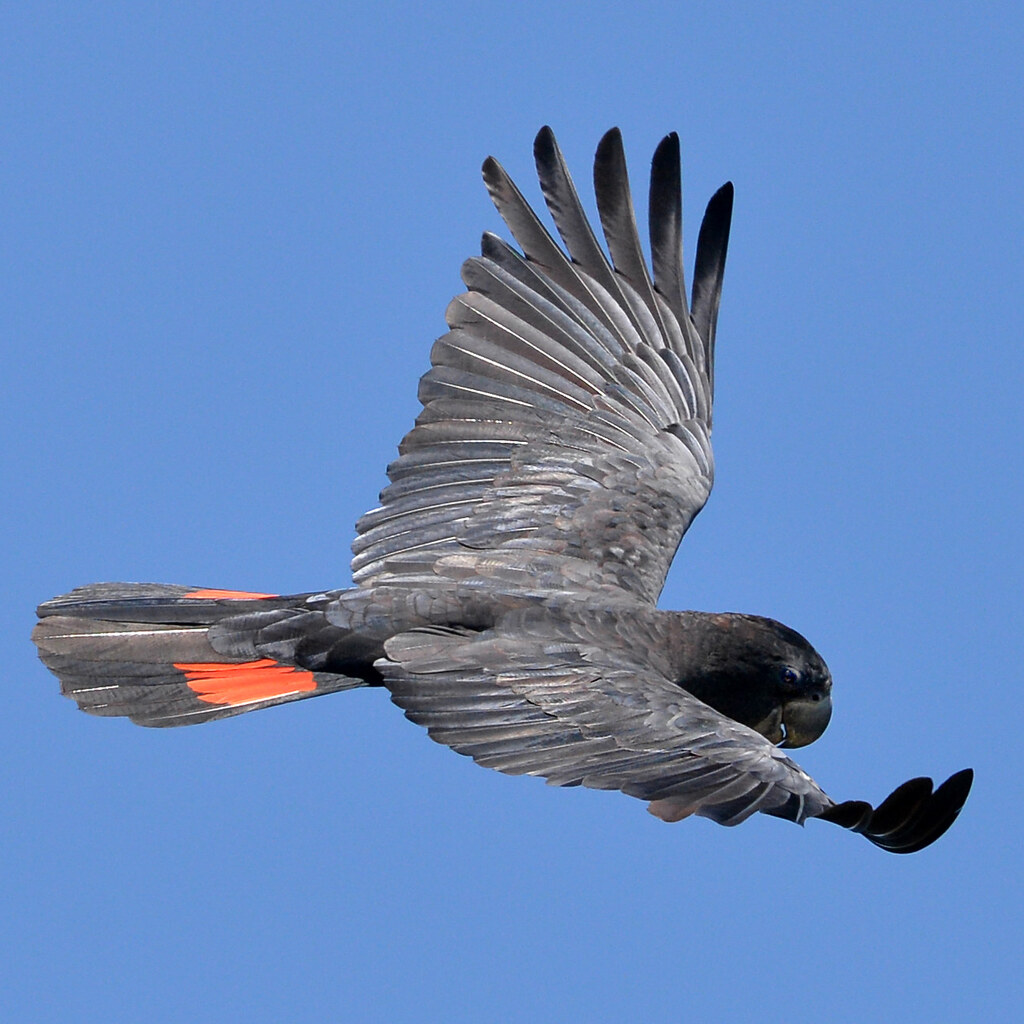 Photo of a bird's wings