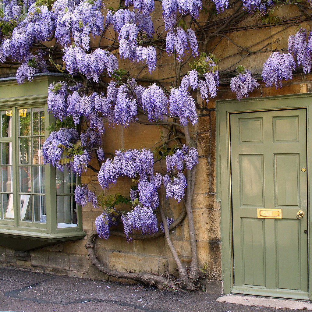 Photo of wisteria