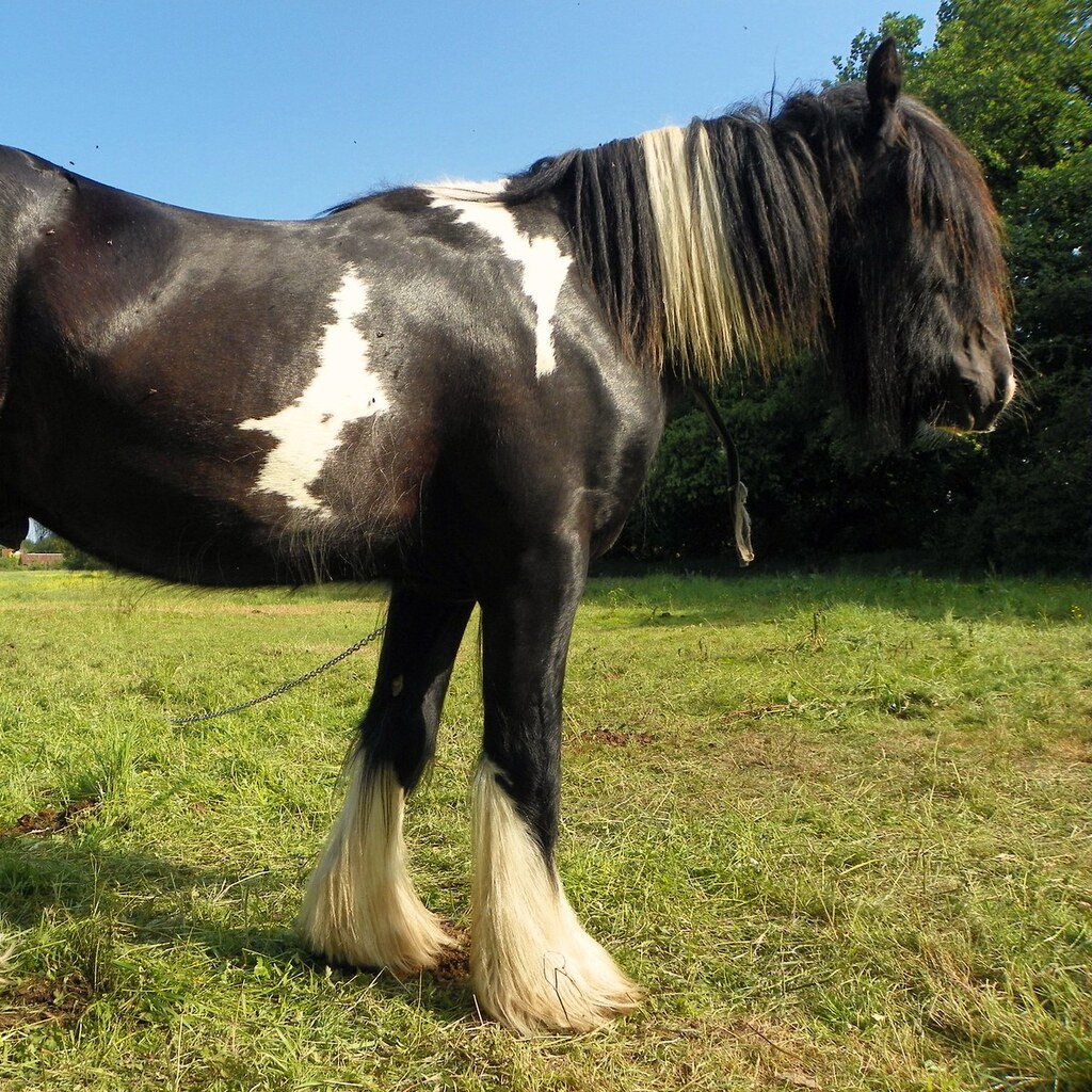 Photo of a horses withers