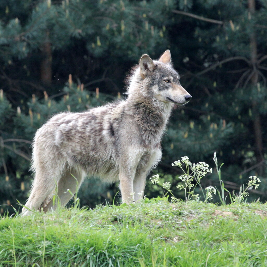 Photo of a wolf