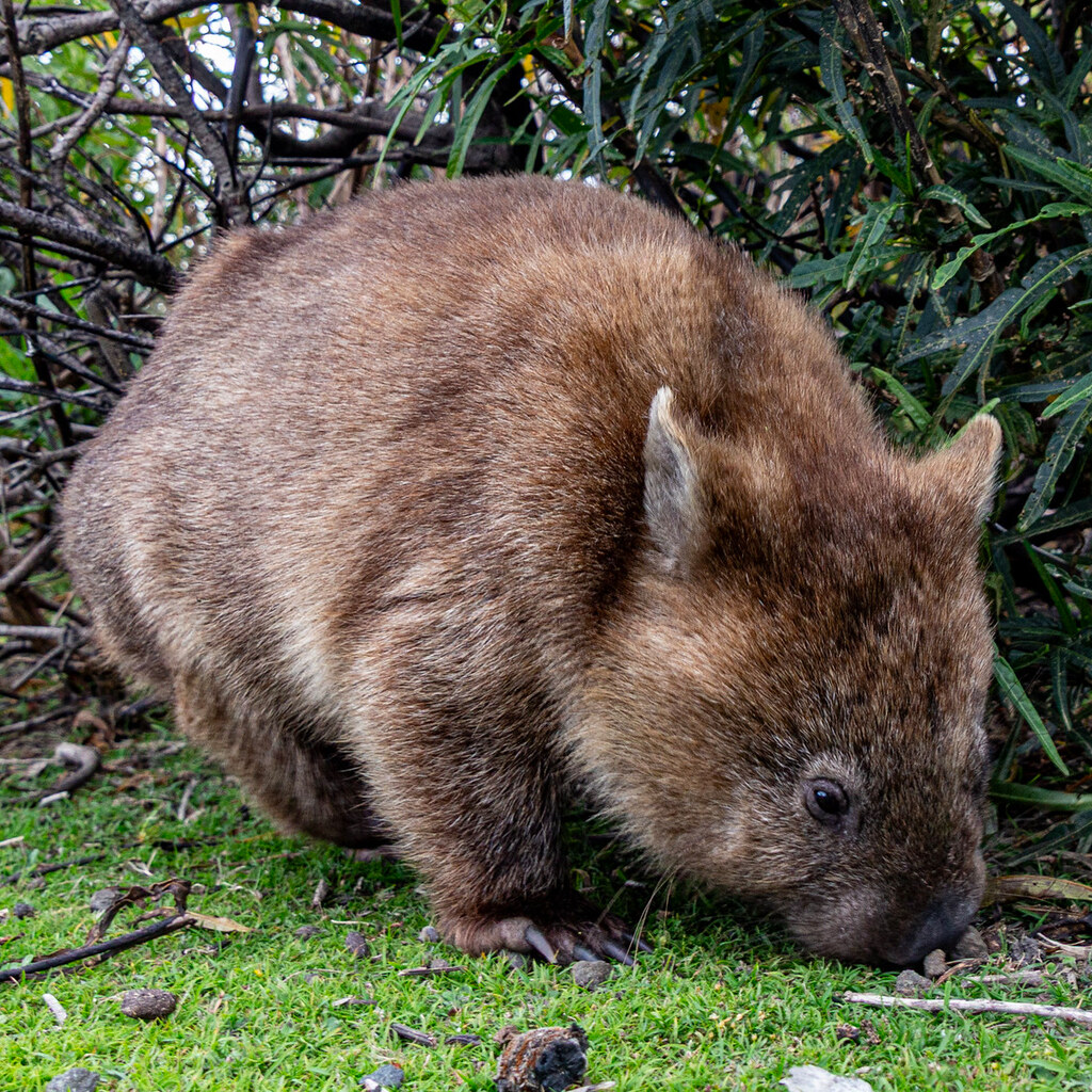 Photo of a wombat