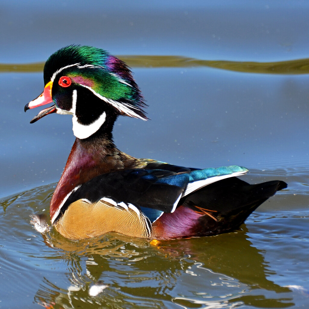 Photo of an American wood duck