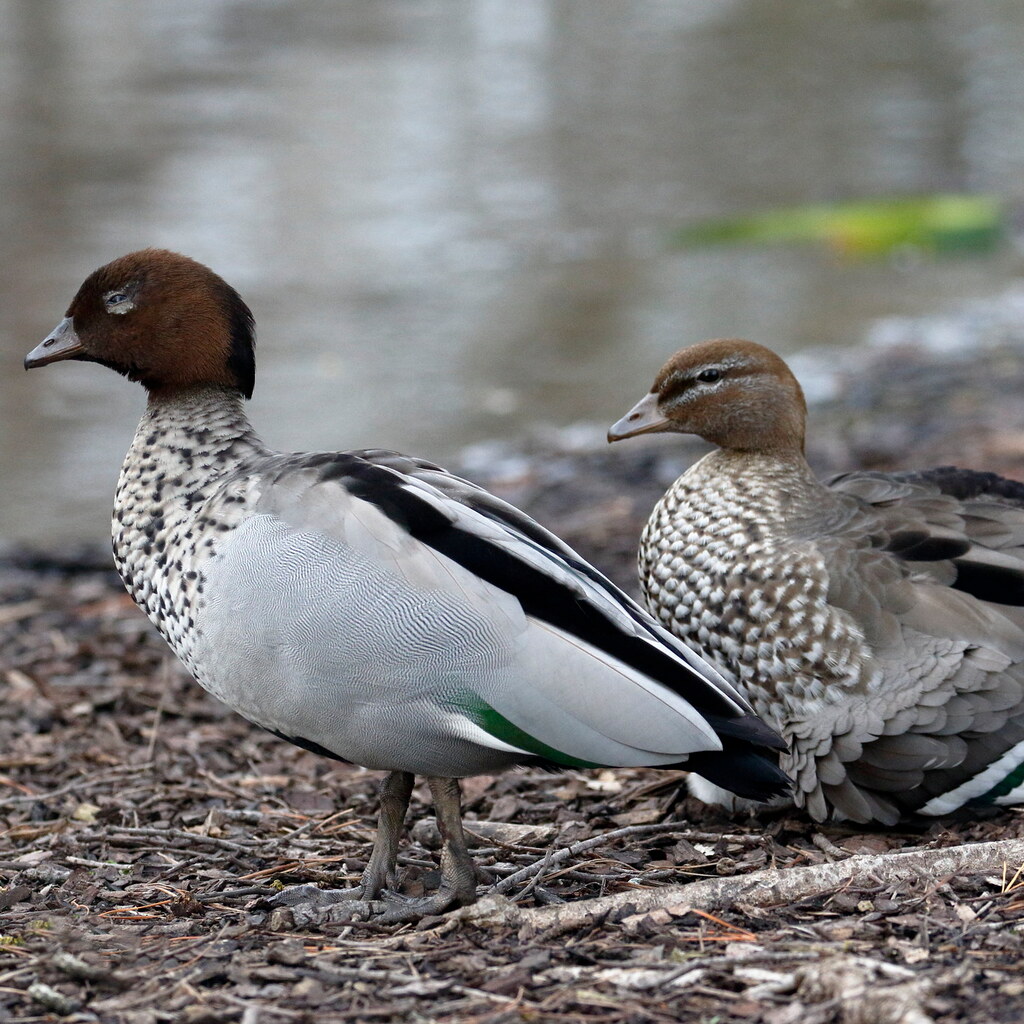 Photo of Australian wood ducks