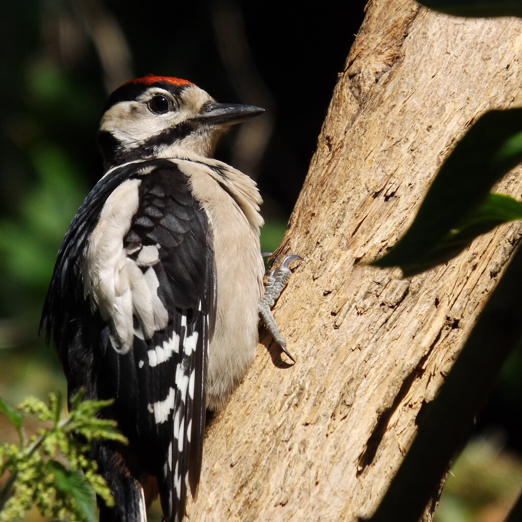 Photo of a woodpecker