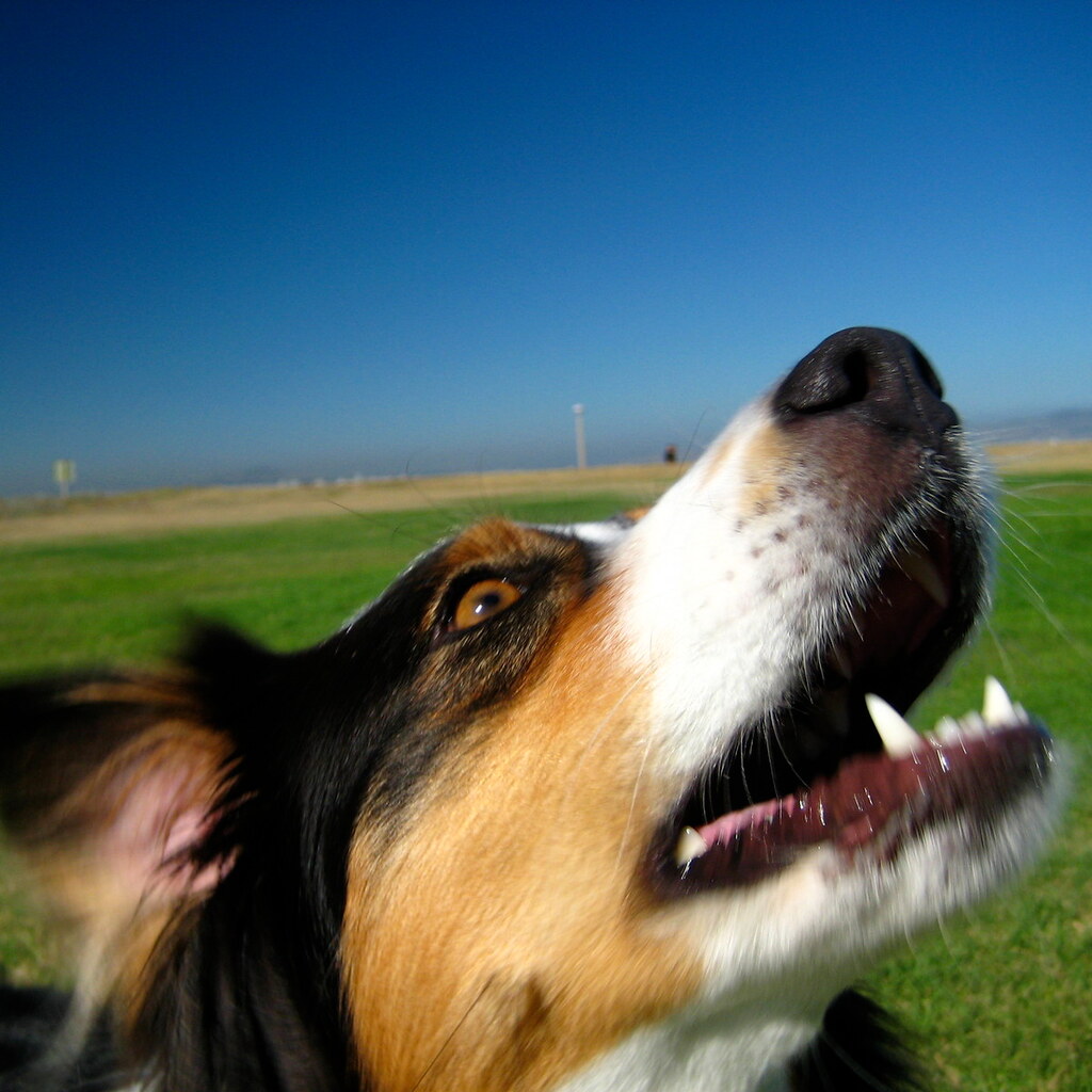 Photo of a dog barking