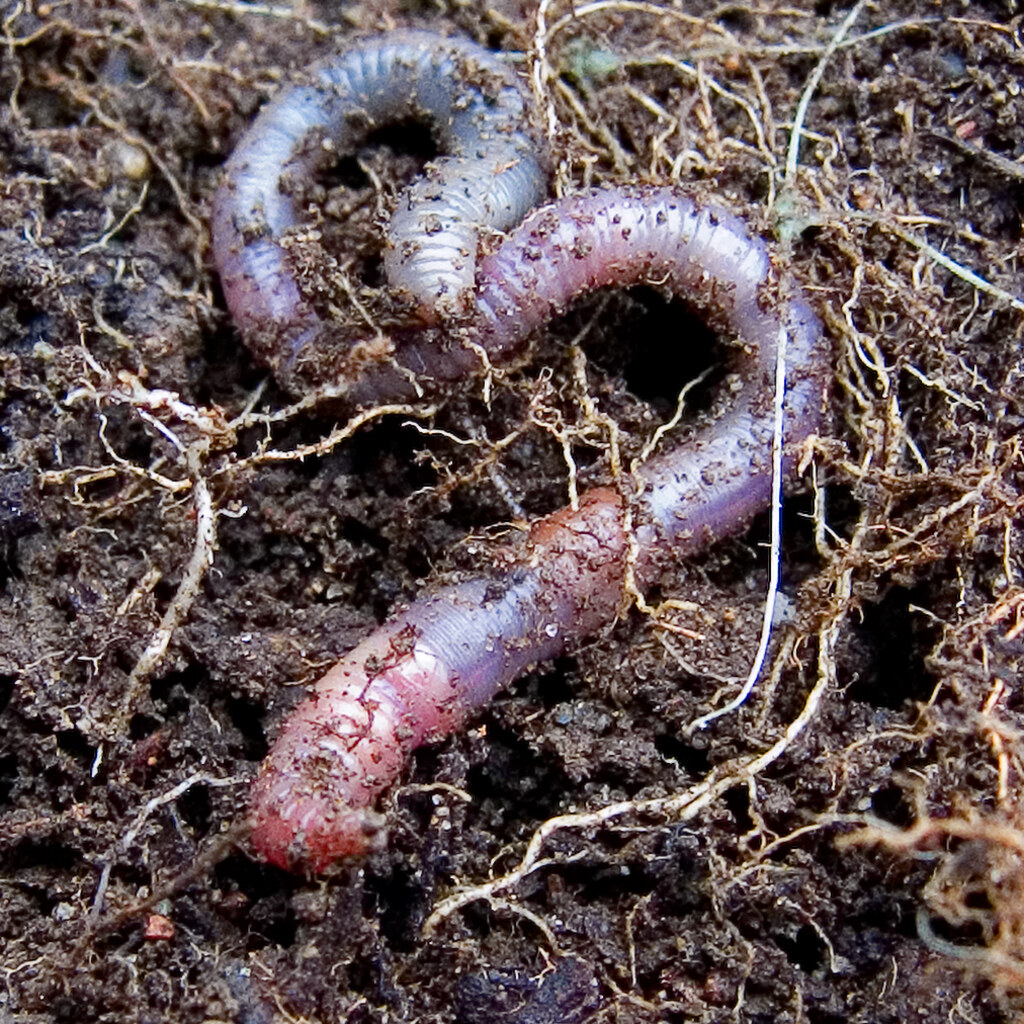Photo of an earthworm
