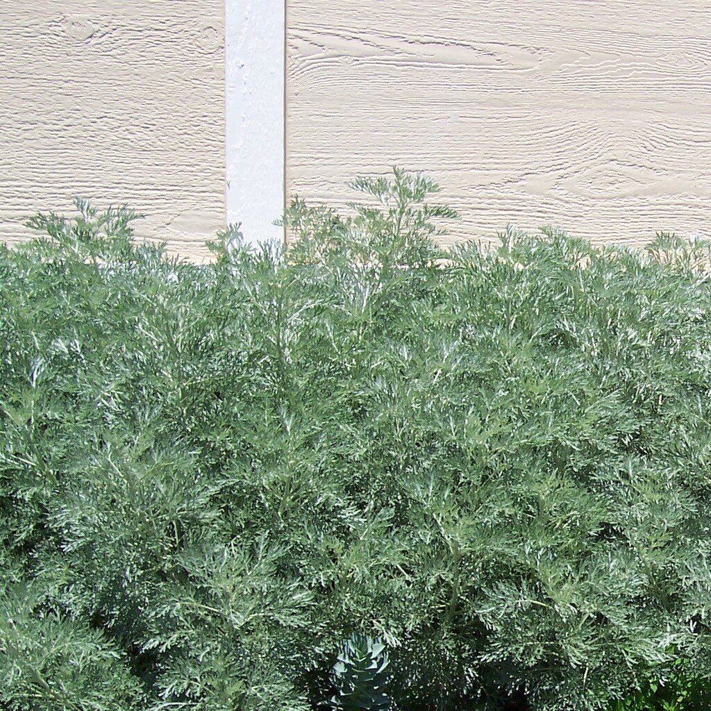 Photo of wormwood foliage