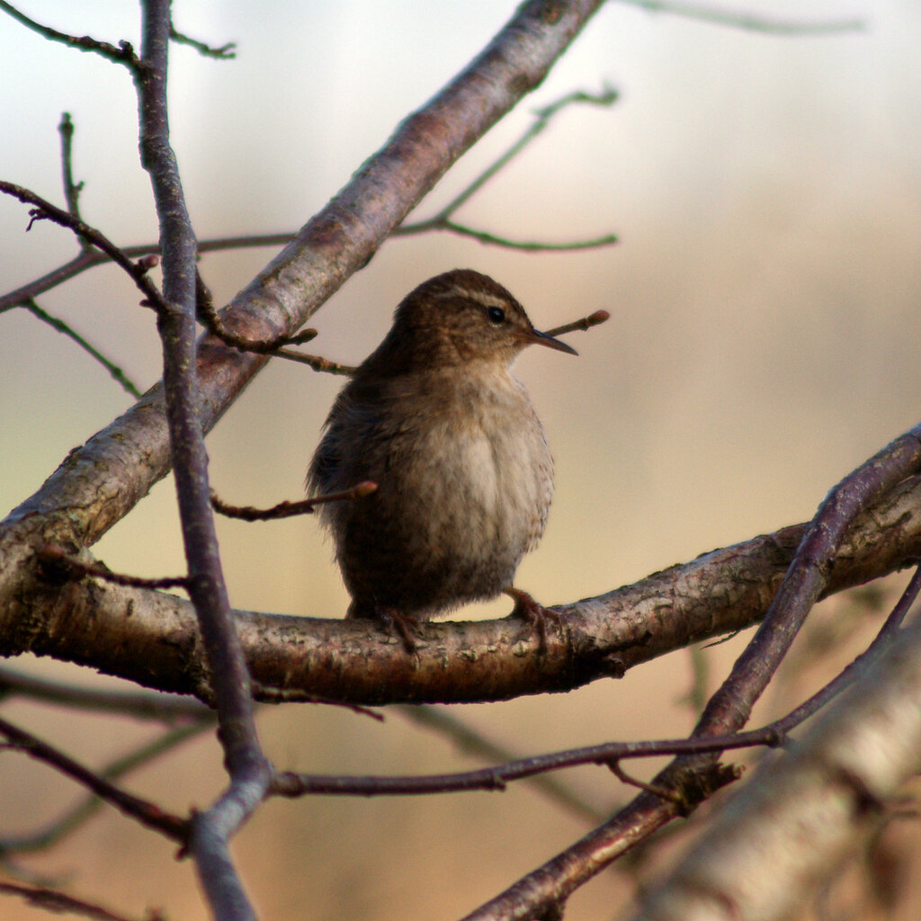 Photo of a wren